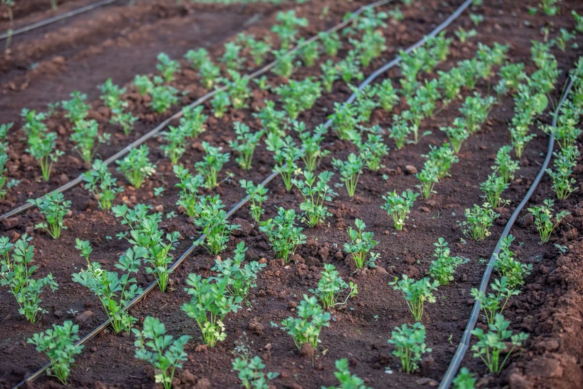 Cultivo en campo con líneas de riego por goteo
